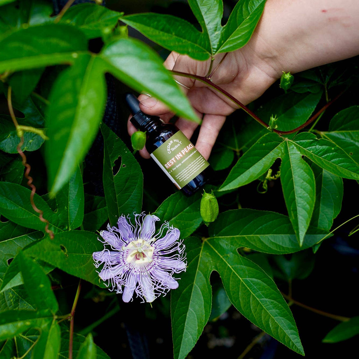 Rest In Peace Tincture– Deep Sleep & Relaxation Support